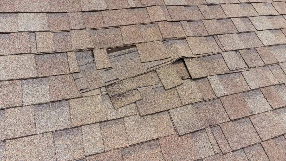 Close-up of a torn and lifted asphalt shingle showing wind and hail damage